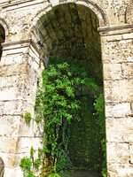 Debregeasia longifolia et autres saxicoles dans la Caverne de La Roche Guyon, mai 2007