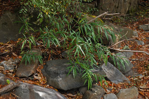 Debregeasia orientalis in rocks, river side, detail, Wulin, Taiwan