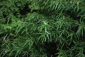 Debregeasia orientalis, detail, Taroko, Taiwan
