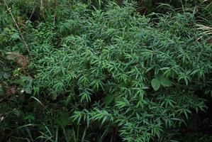 Debregeasia orientalis, Wulin, Taiwan