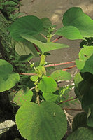 Debregeasia squamata, Ba Na Hills, Da Nang, Vietnam