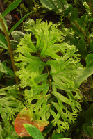 Deeply dissected fern frond, Costume National Vertical Garden, Fukuoka, Sept. 2016