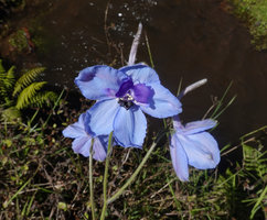 Delphinium wellbyi, 2350 m asl, Bale NP, Ethiopia