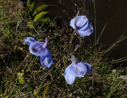 Delphinium wellbyi, inflorescence, 2350 m asl, Bale NP, Ethiopia