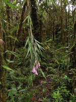 Dendrobium caliculimentum as hanging epiphyte, Mount Hagen, 2800 m asl, Papua New Guinea