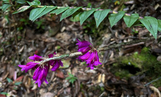 Dendrobium glaucoviride, Anggi lakes, 2300 m asl, Arfak Mts, West Papua