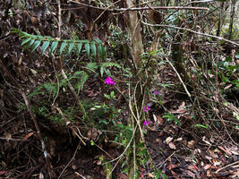 Dendrobium glaucoviride as a low epiphyte in mossy forest, Anggi lakes, 2000 m asl, Arfak Mts, West Papua