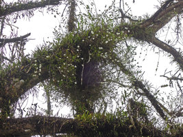Dendrobium crumenatum, flowering epiphytic population, Kelantan, Malaysia
