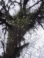 Dendrobium crumenatum, flowering population, Kelantan, Malaysia