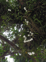 Dendrobium crumenatum, flowers detail, Kelantan, Malaysia
