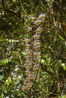 Dendrobium devonianum, flowering defoliate stem, Phu Rua NP, Thailand