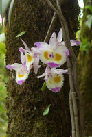 Dendrobium devonianum, Phu Rua NP, Thailand