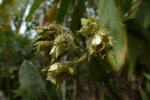 Dendrobium finisterrae inflorescence, Rondon Ridge, Mount Hagen, Papua New Guinea