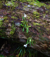 Dendrobium fluctuosum as a low epiphyte on dead log, Kwau, Arfak Mts, 1600 m asl, West Papua