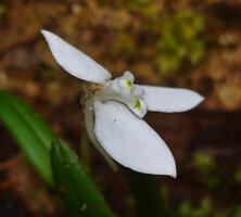 Dendrobium fluctuosum, Kwau, Arfak Mts, 1600 m asl, West Papua