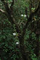 Dendrobium infundibulum, epiphytic on mossy tree trunk, Doi Inthanon NP, 2400 m asl, Thailand