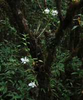 Dendrobium infundibulum, epiphytic on mossy trunk, Doi Inthanon NP, 2400 m asl, Thailand