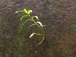 Dendrobium Orchid with roots adherent to the sandstone rock covered in algae, Trang, Thailand
