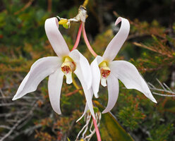 Dendrobium regale, Anggi Lakes, Arfak Mts, 2300 m asl, West Papua, photo Andre Schuiteman