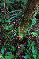 Dendrobium glaucoviride as a low epi^hyte in deeply shaded forest understory, Kwau, 1600 m asl, Arfak Mts, West Papua