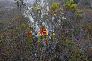 Dendrobium subclausum flowering in upland savanna, Anggi Lakes, 2300 m asl, Arfak Mts, West Papua