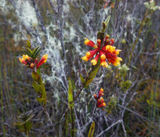 Dendrobium subclausum flowering on leafy stems in upland savanna, Anggi Lakes, 2300 m asl, Arfak Mts, West Papua