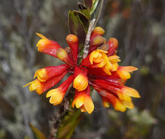 Dendrobium subclausum in upland savanna, peduncle and ovary dark orange and petals bright yellow, a colour contrast similar to the small sympatric Mediocalcar pygmaeum, Anggi Lakes, 2300 m asl, Arfak Mts, West Papua