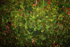 Dense mixed population of Acrotrema uniflorum and Neurocalyx championii on a vertical rock bank, Kanneliya FR, Sri Lanka
