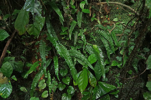Deparia tomitaroana with Begonia palmata and Piper hancei on a vertical seeping rock, Huizhou, Guangdong, China