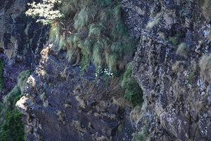 Dianthus longiglumis clumps in habitat, hanging on vertical bare basalt rocks, Simien NP, Ethiopia