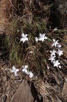 Dianthus longiglumis, flowering clump in rocky habitat, Simien NP, Ethiopia
