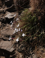 Dianthus longiglumis, flowering stems hanging from vertical rocks, Simien NP, Ethiopia