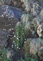 Dianthus longiglumis hanging from vertical bare basalt rocks, Simien NP, Ethiopia