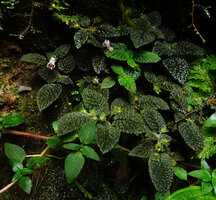 Diastema affine, green and brown leaf forms flowering on seeping rock, Mashpi FR, Pichincha, Ecuador