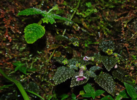 Diastema affine, green and brown leaf forms side by side on seeping rock, Mashpi FR, Pichincha, Ecuador