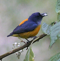 Dicaeum trigonostigma swallowing the bright white berry of Callicarpa longifolia, Danum Valley, Sabah, Borneo