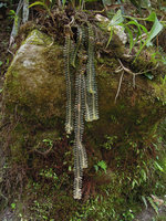 Dichaea laxa, Inkaterra Machu Pichu, Peru