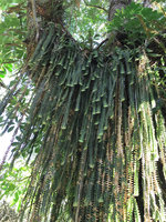Dichaea pendula, Santa Amaro da Imperatriz, Santa Catarina, Brazil