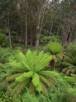 Dicksonia antarctica in a gap of a Eucalyptus and Acacia forest, Cradle Mountain, Tasmania