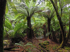 Dicksonia antarctica in Eucalyptus and Acacia forest understory, Mount Field, Tasmania