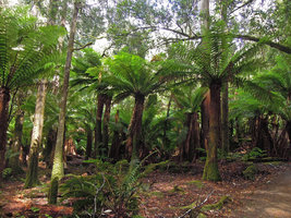 Dicksonia antarctica old stand, Mount Field, Tasmania