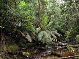 Dicksonia antarctica on a forest stream bank, Queenstown, Tasmania