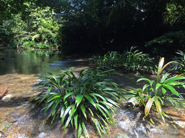 Dicranopygium testaceum population of isolated vegetative clumps in their rheophytic habitat, Terco, Nuqui, Choco, Colombia