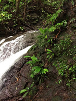Dicranopygium cf. trianae with bifid leaves, Pilea imparifolia and the entire leaved tiny D. sp. nov., Terco, Nuqui, Choco, Colombia