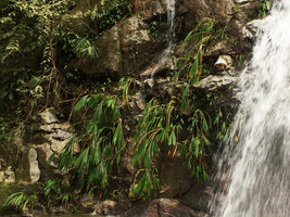 Dicranopygium sanctae-martae, a rheophytic species in a waterfall with leaves torned following strong storms, Minca, Sierra Nevada de Santa Marta, Magdalena, Colombia, Oct. 2016