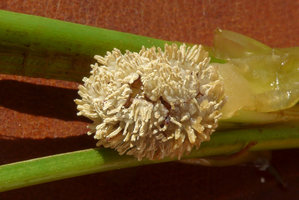 Dicranopygium sp. nov., anthers on large globular basal bulbs, Terco, Nuqui, Choco, Colombia