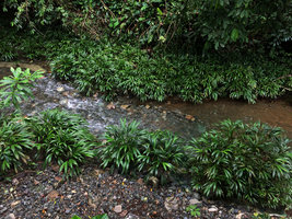 Dicranopygium sp., cf. D. novogranatense with usual bifid leaves, dense population on fast flowing river banks, Therrmales, Nuqui, Choco, Colombia
