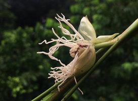 Dicranopygium sp. inflorescence at anthesis with crowded basal bracts, Terco, Nuqui, Choco, Colombia