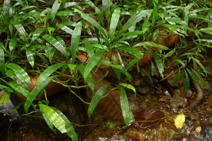 Dicranopygium sp. nov., rheophyte with entire adult leaves, long thin stems due to long internodes, Arusi, Nuqui, Choco, Colombia