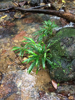 Dicranopygium sp. nov., rheophyte with entire adult leaves on a rock, Arusi, Nuqui, Choco, Colombia